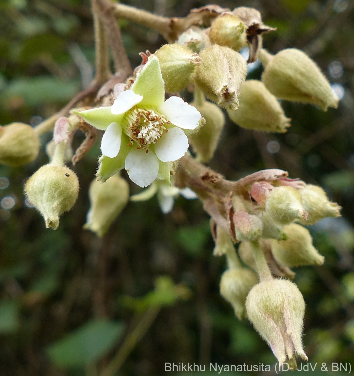 Rubus fairholmianus Gardner